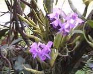 Le jardin d'orchidées de SOROA