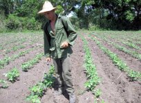 Díaz-Canel : Produire des aliments à Cuba est synonyme de développement