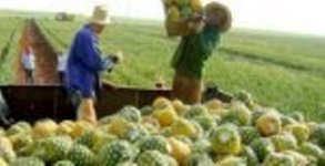 L'entreprise agro-industrielle Ceballos : nouveau pôle de l'exportation cubaine 