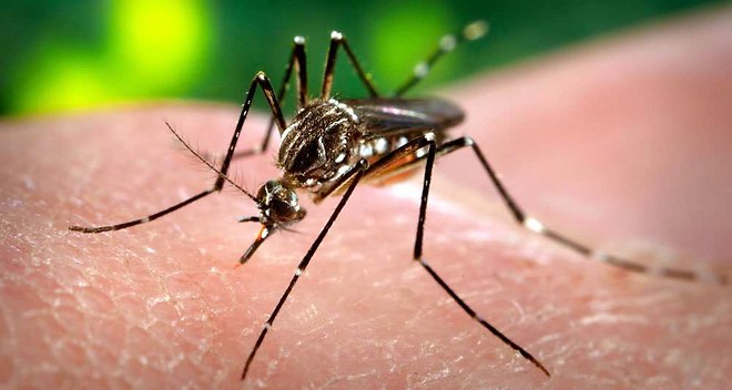 La dengue : un vaccin disponible mi-2015 (?) 