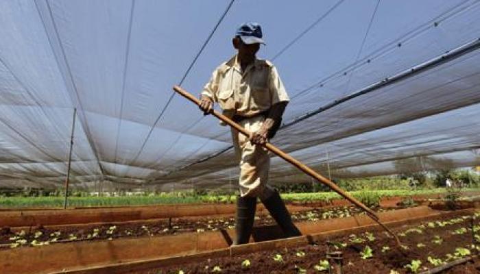 L'agriculture cubaine adopte des méthodes et des décisions pour améliorer les résultats déficitaires