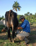 Les agriculteurs et la mise à jour du modèle économique cubain