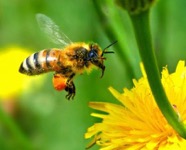 Après l'ouragan IRMA, des ruches pour les abeilles !