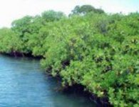 Pourquoi devons-nous protéger les mangroves à Cuba.
