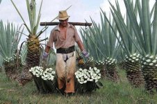 Cuba renoue avec l'industrie du sisal . . .