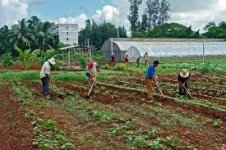  Les travailleurs cubains et les jeunes mènent la lutte pour accroître la production