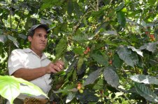 Récolte du café en bonne voie à Santiago de Cuba
