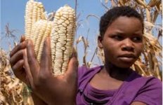 La récolte du maïs hybride transgénique à Sancti Spiritus confirme son potentiel pour l'alimentation animale à Cuba 