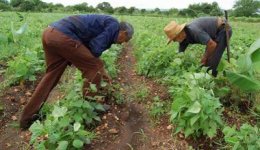 L'AGRICULTURE « DE PRÉCISION » à CUBA : « LES SALADES PROTÉGÉES »