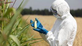 Les aliments génétiquement modifiés peuvent-ils être nocifs ?