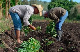 Cuba cherche à accroître l'efficacité des pôles de production agricole