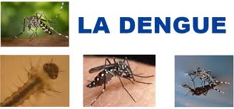 Grippe tropicale : la dengue