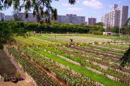 L'agriculture urbaine à Cuba